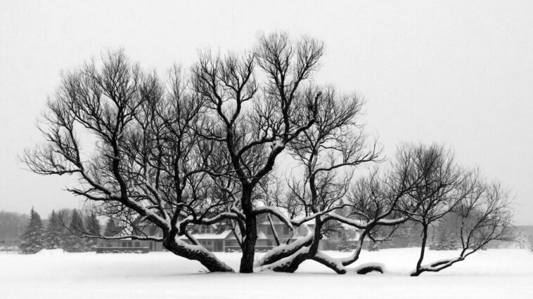 8x10 Louise Tree Winter Snow BW