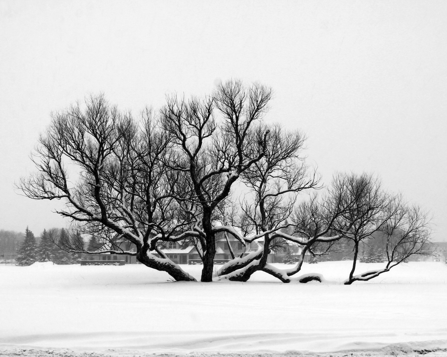8x10 Louise Tree Winter Snow BW