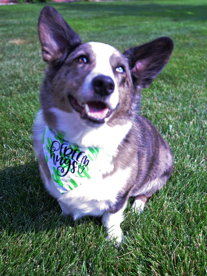 Bacon with bandana preview maxWidth 700 maxHeight 1000 ppi 72 1