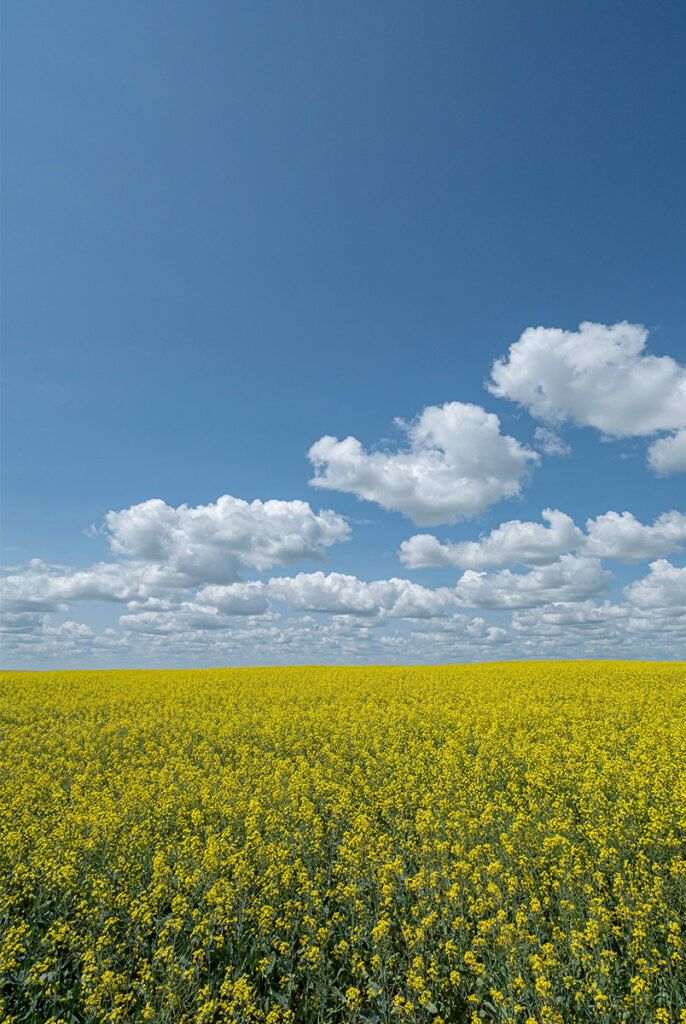 Canola Fields in Bloom ScottSeiler