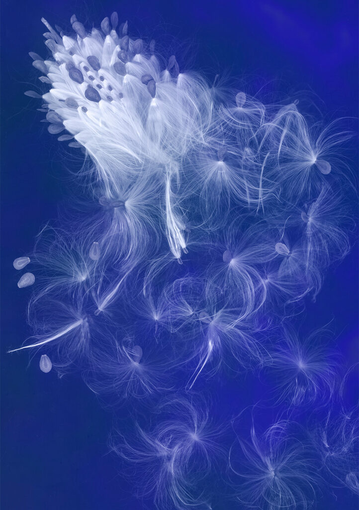 Spread Wings and Fly ScottSeiler