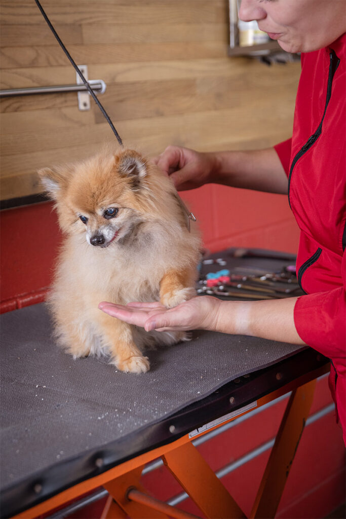 a day in the life of ollie 4