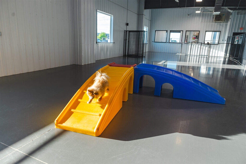 a day in the life of ollie 7