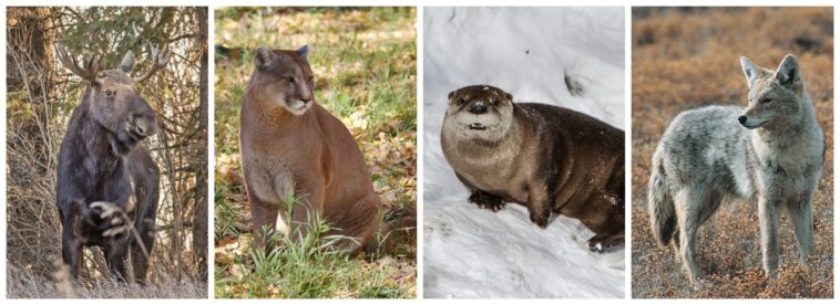 Animals In The Valley