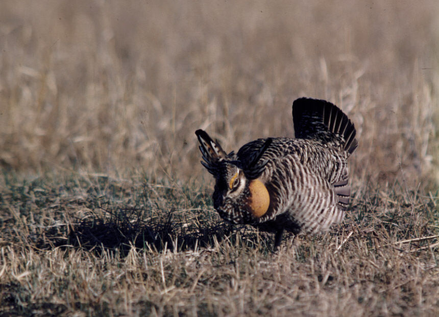 prairie chicken