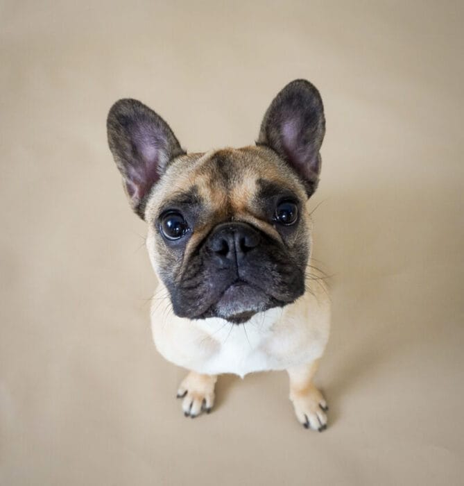 little dog in studio